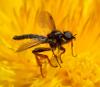 Bibio sp.